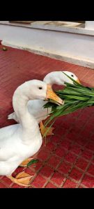 Male and Female goose for sale (Egg laying) 12 months old