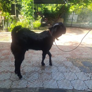 2 Male goat Betal