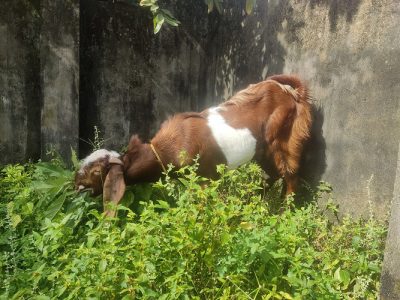 MALE GOAT FOR SALE