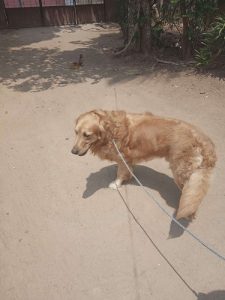 Male Golden Retriever available for studding
