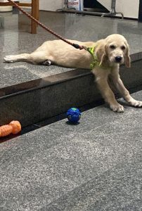 Male Golden retriever dog for sale