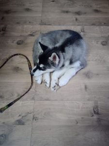 Male - Husky for Sale