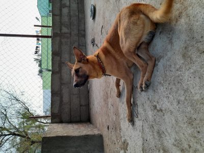 Male kombai dog