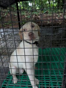 Male Lab for sale