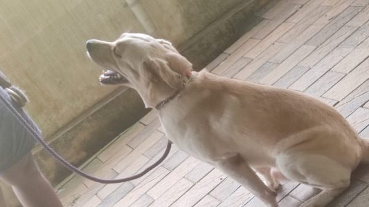 Male labrador (20 months) for sale