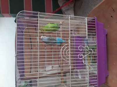 2 male love birds, cage