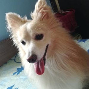 Male Pomeranian for free