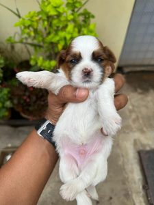 Male Shitzu puppy avaiable
