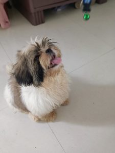 Male Shiztu puppy for sale