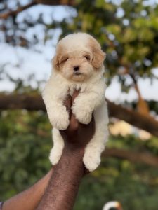 Malteipoo puppies available in Chennai