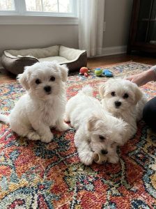 Maltese Cute Little Pets Dog-The Tiny Dog with a Big Heart 8800539300
