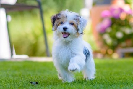 Maltese Cute Puppy 8800539300