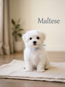 Maltese Dog 8800539300