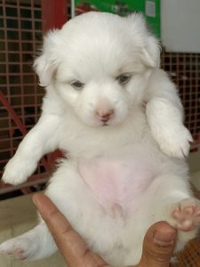 maltese for sale