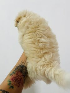 Maltese puppies available for sale (male /female)