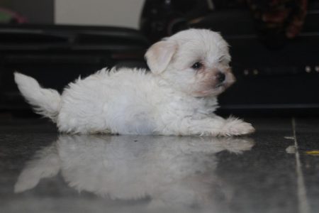 Maltese puppies for sale