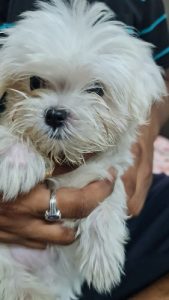 Maltese Puppy for Sale!