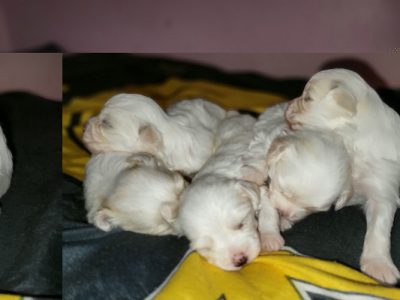 Maltese puppy's for sale
