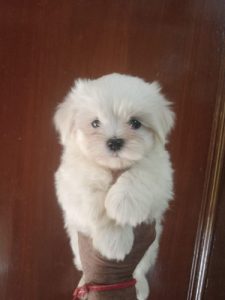 Maltese Pups For Sale 9654249090