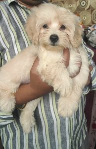 Maltipoo