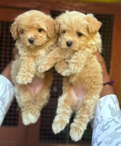 Maltipoo