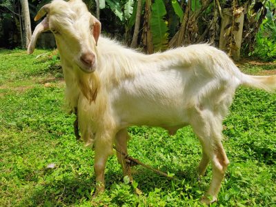 3 Mature or fully grown Goats