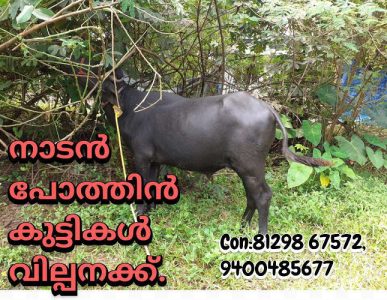 Medium size buffalo for Sale in thrissur ( POTH )