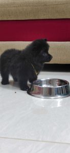 Mini pome pure black colour just 40days old 