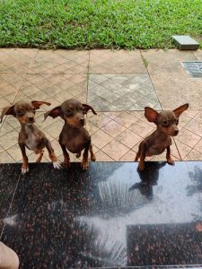 miniature pinscher