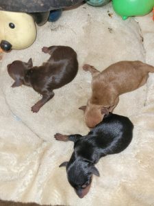 Miniature Pinscher puppies for sale