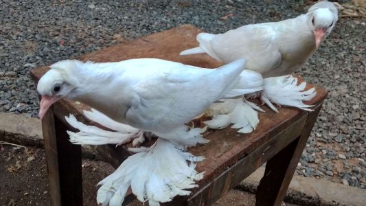 mix quality white chicks 