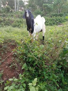 7 Month Goat for sale (Male)