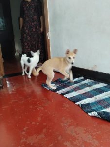 3 month Indian pariah puppets for sale