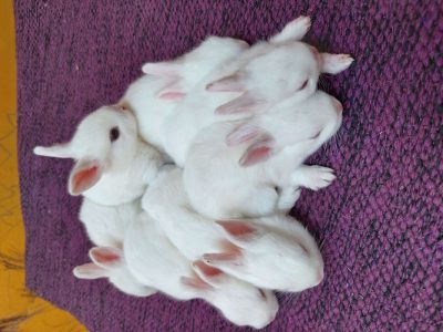 1 month old bunny rabbit