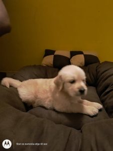 2 Month old golden retriever puppy for sale
