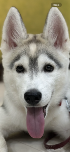 4 month old husky puppy male