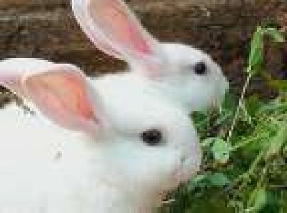 1 month old Nadan Rabbit