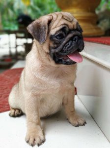 2 month old pug(male)