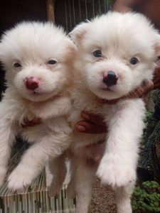 1 MONTH OLD PURE BREED OF INDIAN SPITZ PUPPIES
