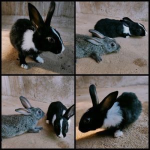 2 month old rabbit for sale (pair)