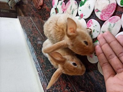 2 month old rabbits are for sale