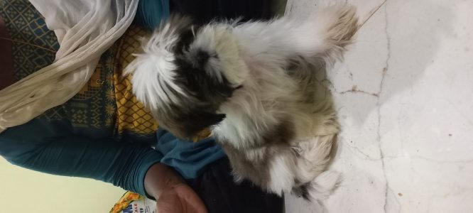 4 month Shih tzu puppy for sale