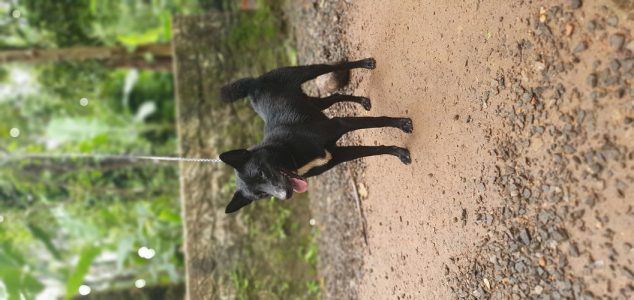 6 months Black male dog 