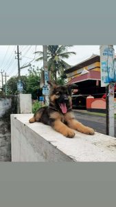 3 months GERMAN SHEPHERD 