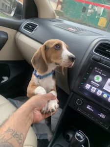 4.5 months Male Beagle Puppy