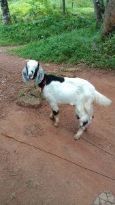 6 months old male goat for sale