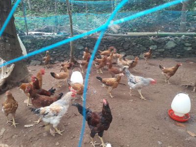 3 months old nadan Kozhi for sale