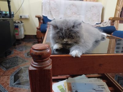 3 months old Persian cats for sale