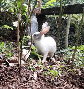 2 months old rabbits