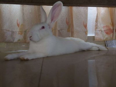 6 months old Red eyed Rabbit